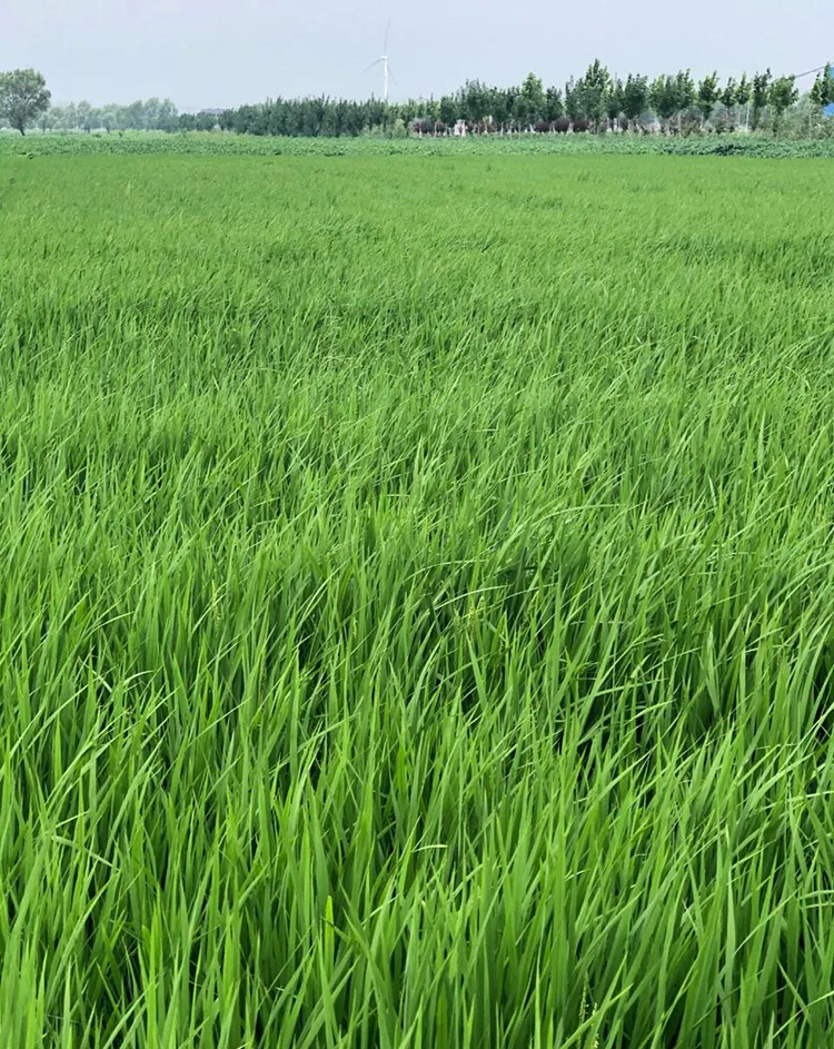 1597386818956768.jpg 5.jpg